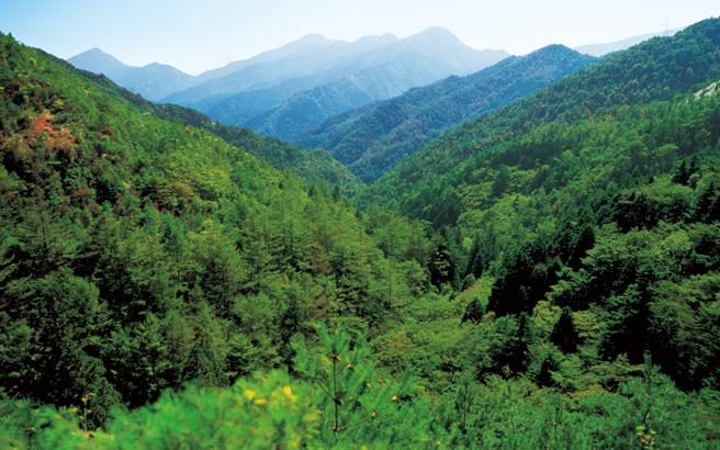 重焕生机的别子铜山（住友林业株式会社的企业自有森林：住友林业株式会社提供照片）